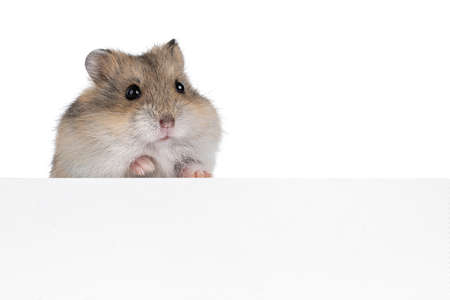 Brown baby hamster, standing behind white copy space board. Looking towards camera. Isolated on white background.の写真素材