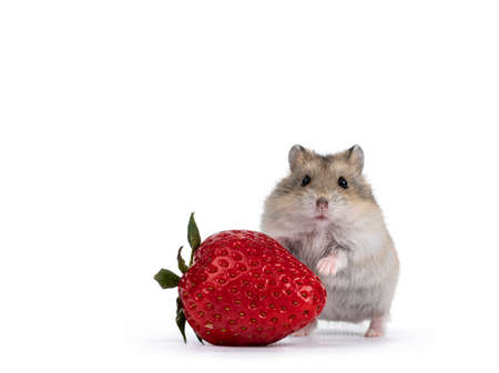 Cute brown baby hamster, standing behind strawberry fruit. Isolated on a white background.の写真素材