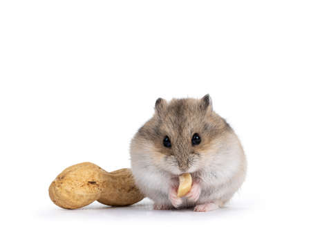 Cute brown baby hamster, eating peanut. Isolated on a white background.の写真素材