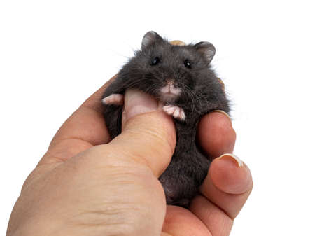 Cute black baby hamster, held in human hand. Isolated on a white background.の写真素材