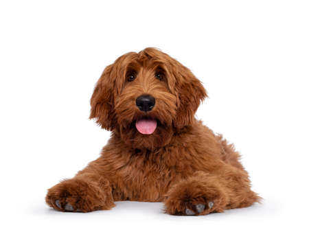 Handsome male apricot or red Australian Cobberdog aka Labradoodle, laying down facing front. Looking friendly to camera. Black nose, pink tongue out. Isolated on white background.の写真素材