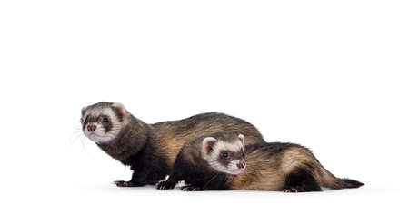 Cute young ferrets standing side ways, looking to the side and to camera. Isolated on a white...