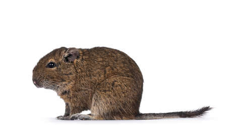 Young Degu rodent aka Octodon degus, sitting side ways. Looking ahead .. Isolated on a white background.の写真素材