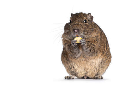 Young Degu rodent aka Octodon degus, sitting facing front on hind paws. Holding food in front paws eating. Looking towards camera. Isolated on a white background.の写真素材