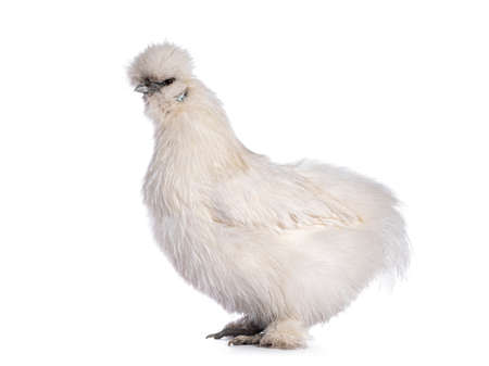 Cute fluffy white bantam Silkie chicken, standing side ways. Looking straight ahead. Isolated on white background.の写真素材