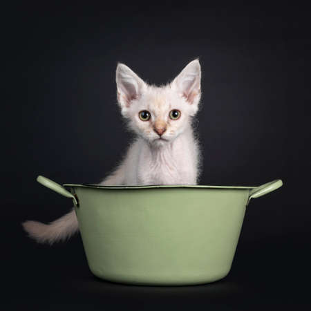 Cute Chocolate tabby tonkinese point LaPerm cat kitten, sitting in green washing tub. Looking at camera with green to be eyes. Isolated on a black background.の素材 [FY310169599491]