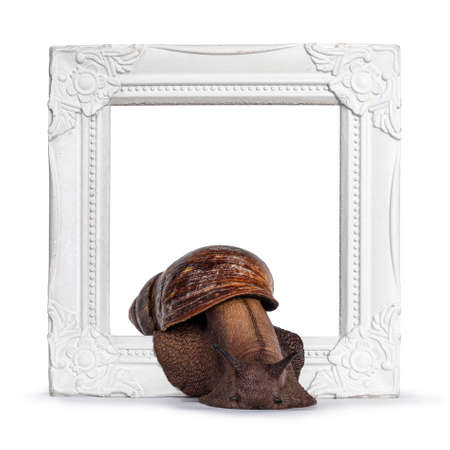Giant West African snail, moving throught white picture frame. Isolated on a white background.の写真素材