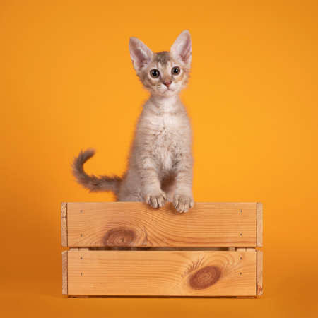 Cute LaPerm cat kitten, sitting up, standing facing front in wooden crate. Looking towards camera....