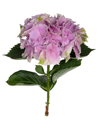 Side view of Hydrangea aka hydrangea flower on stem with leaves