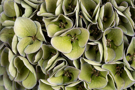 Detailed top view full frame macro shot of Hydrangea aka Hydrange flowerの写真素材