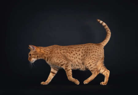 Handsome young adult Ocicat cat, walking side ways. Looking straight ahead from camera. Isolated on a black background.の写真素材