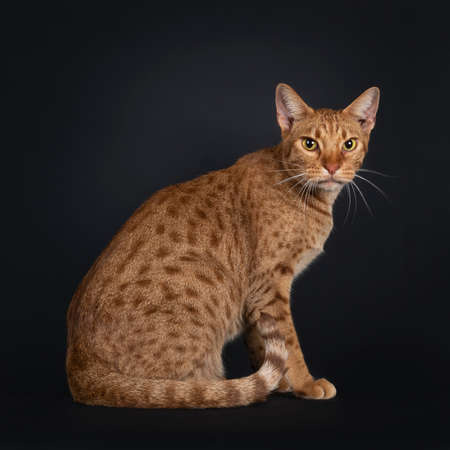 Handsome young adult Ocicat cat, sitting side ways, showing spots on body and rings on tail. Looking towards camera. Isolated on a black background.の写真素材