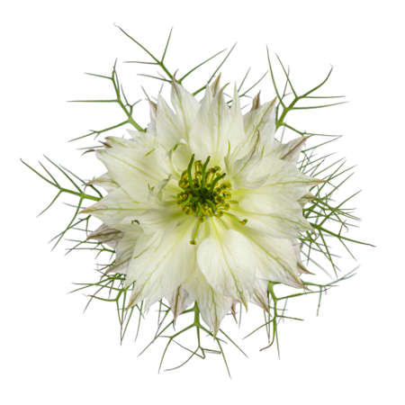 Top view of Love in a mist aka Nigella flower. White flower with green frizzy leaves. Isolated on a...