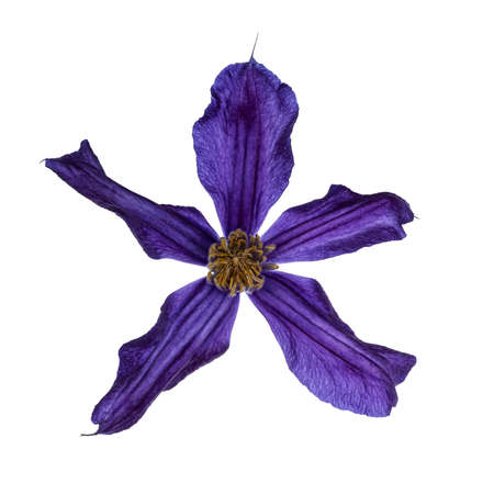 Top view of single blue Clematis flower. Isolated on a white background.の写真素材
