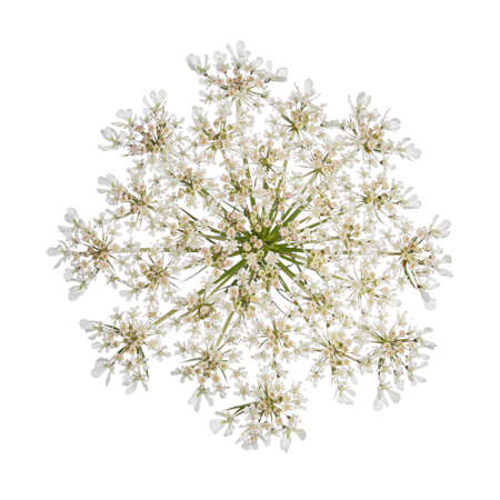 Top view of Queen Anne's Lace aka Daucus carota umbel flower. isolated on white background.