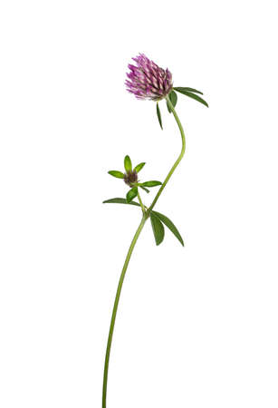 Side view of pink clover aka Trifolium pratense flower on stem. Isolated on a white background.の写真素材