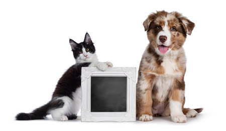 Cute red merle white with tan Australian Shepherd aka Aussie dog pup, menu with black and wite Maine Coon cat Looking towards camera. Isolated on a white background.の写真素材