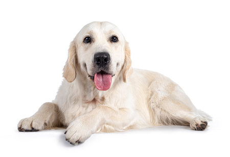 Handsome young adult male Golden Retriever dog, sitting up facing front. Tongue out of mouth,...