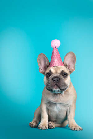 Adorable French Bulldog puppy, sitting up facing front wearing pink glitter party hat. Looking towards camera. Isolated on turquoise background.の写真素材