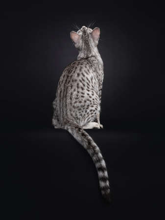 Excellent Egyptian Mau cat, sitting backwards on edge. Looking up and tail hanging over edge showing pattern and dorsal stripe. Isolated on a black background.の写真素材