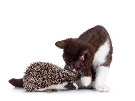 Cute brown with white British Shorthair cat kitten sniffing at full mask African Pygme Hedgehog,...