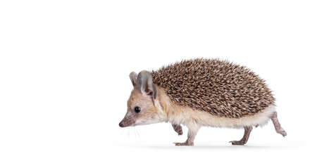 Adorable small Long eared hedgehog aka Hemiechinus auritus, running or walking side ways. Looking straight ahead from camera with beady eyes. Isolated on a white background.の写真素材