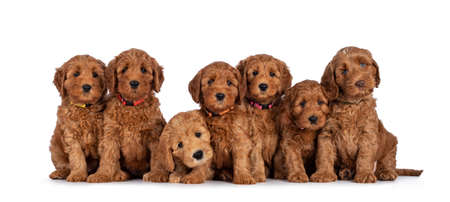 Row of seven adorable red 8 weeks young Cobberdog aka Labradoodle puppies, sitting all beside each other. All looking towards camera. Isolated on a white background.の写真素材