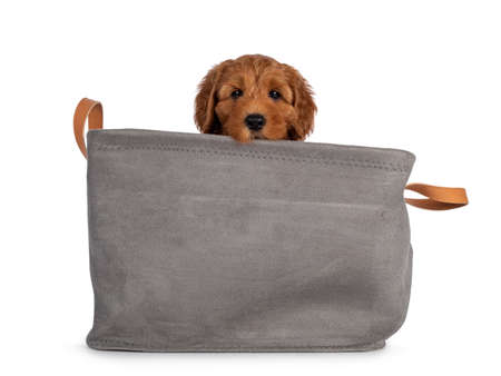 Adorable Cobberdog puppy aka Labradoodle dog, sitting in gray basket. Looking over edge straight...