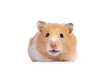 Adult golden hamster sitting facing front. Looking straight into camera. Isolated on a white background.の写真素材