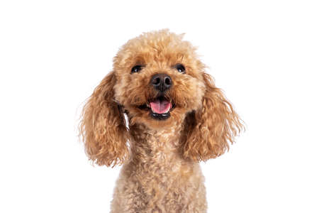 Head shot of adorable young adult apricot brown toy or miniature poodle. Recently groomed. Sitting...