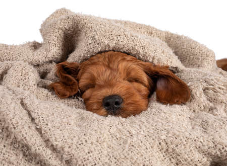 Adorable Cobberdog puppy aka Labradoodle dog, laying under brown blanket sleeping. Isolated on a white background.の写真素材