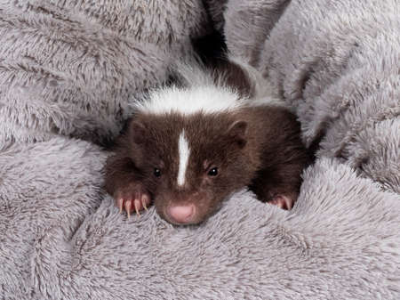 Full frame shot of cute brown with white striped baby skunk, peeping out of a grey fluffy basket Looking towards camera. Isolated on a white background.の写真素材