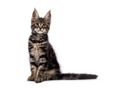 Adorable classic black tabby Maine Coon cat kitten, sitting straight up side ways. Looking straight into lens. Isolated on a white background.の写真素材