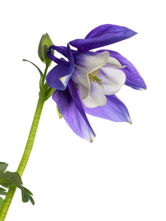 Side view of Columbine flower aka Aquilegia coerulea head. Isolated on a white background.の写真素材