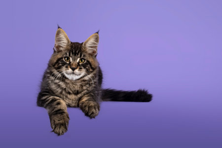 Cool tabby Maine Coon cat kitten, laying down facing front. Looking towards camera. Isolated on a purple background.の写真素材