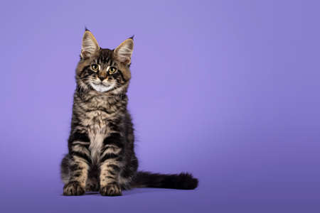 Cool tabby Maine Coon cat kitten, sitting facing front. Looking towards camera. Isolated on a purple...