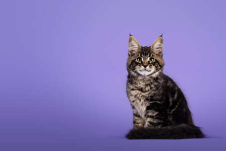 Cool tabby Maine Coon cat kitten, sitting side ways. Looking towards camera. Isolated on a purple background.の写真素材
