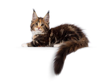 Adorable tortie Maine Coon cat kitten, laying down side ways on edge. Looking towards camera with sweet and friendly eyes. isolated on a white background.の写真素材
