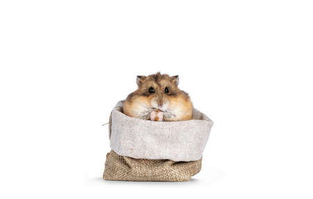 Cute hamster sitting in tiny bag, eating from something in his paws. Looking towards camera. Isolated on a white background.の写真素材