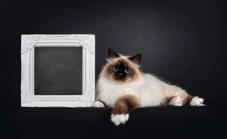 Beautiful seal point Sacred Birman cat, laying down beside with blackboard filled picture frame. Looking towards camera with blue eyes. Isolated on a black background.の写真素材