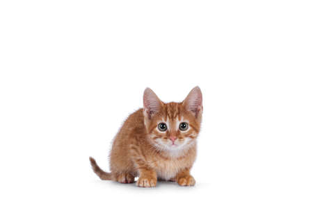 Cute little red house cat laying down. Looking curious towards camera. Isolated on a white background.の写真素材