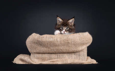 Cute Maine Coon cat kitten sitting in 'Santa Claus' bag', looking curious about edge. Isolated on black background.の写真素材