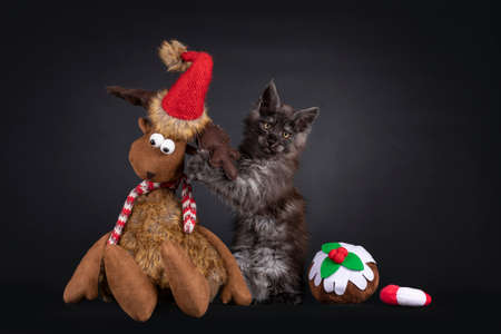 Cute black smoke Maine Coon cat kitten, sitting inbetween christmas treat shaped toys and toy reindeer. Looking straight to camera. Isolated on black background.の写真素材