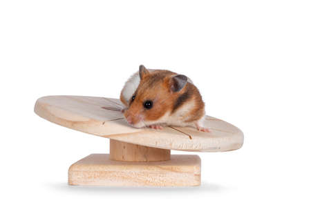 Cute Syrian or golden hamster, standing on wooden exercise plateau. Isolated on a white background.の写真素材