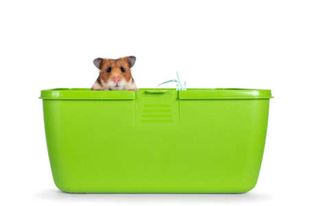 Cute Syrian or golden hamster, sitting green plastic travel box. Looking over edge straight to camera. Isolated on a white background.の写真素材