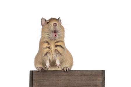 Young adult sand colored Dugu rodent, sitting on wooden edge making funny face. Isolated on a white background.の写真素材