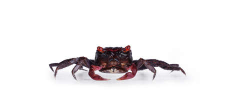 Backside of Red Purple Vampire Crab. isolated on a white background., standing facing camera....