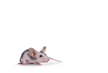 Cute little black and white spotted mouse, Standing facing front. Looking ahead from camera. Isolated on a white background.の写真素材
