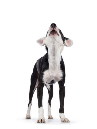 Cute black with white Podenco mix dog, standing facing front. head up howling. Isolated on a white background.の写真素材