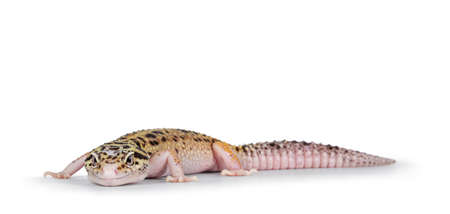 Beautiful Mack Snow Eclipse colored Eublepharis macularius or Leopard Gecko, standing side ways. Isolated on a white background. Looking beside camera.の写真素材